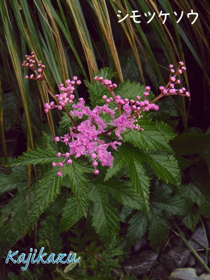 a0166940_21334190.jpg