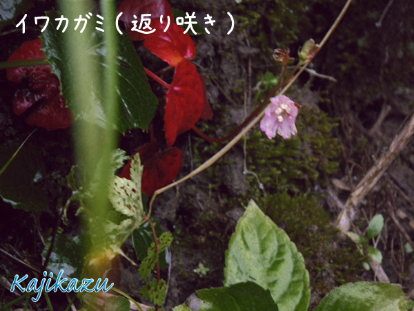 a0166940_2137413.jpg
