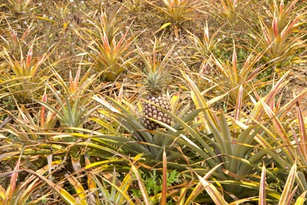 c0134543_843725.jpg
