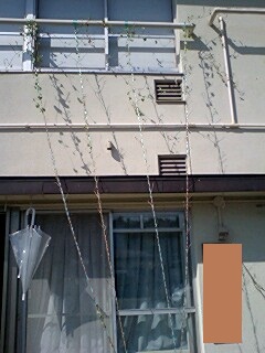 c0011446_2134373.jpg
