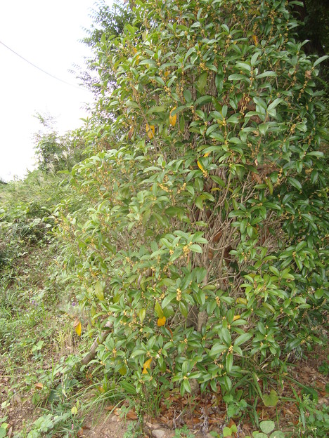 d0152765_17322789.jpg