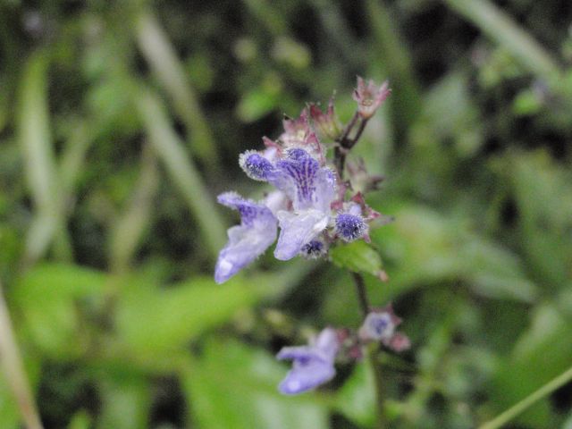 c0042869_2162424.jpg