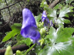 c0042869_2184289.jpg