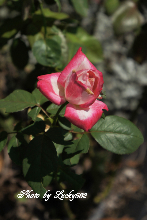 e0002371_8425618.jpg