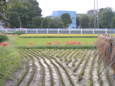 c0112172_1294055.jpg