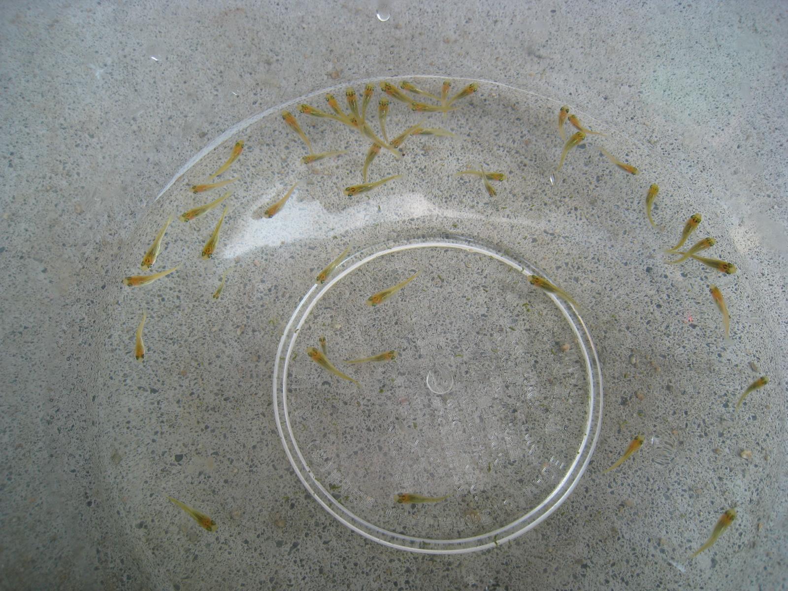e0176785_12121276.jpg