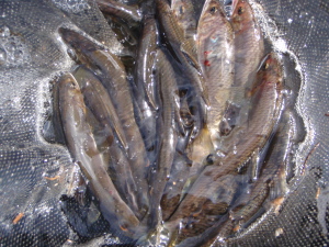 c0146788_14241443.jpg