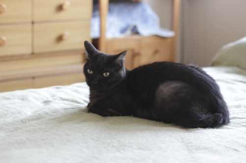 猫ベッドから視線をそらした小僧
