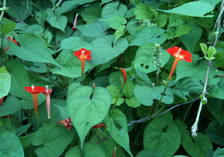 f0086618_1526050.jpg