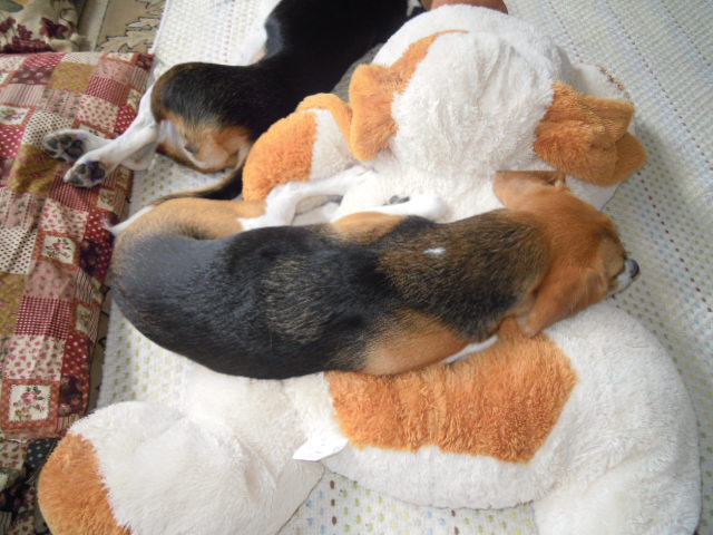 c0166622_1029651.jpg
