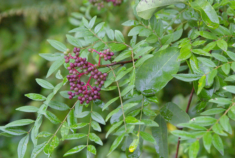e0136424_8452823.jpg