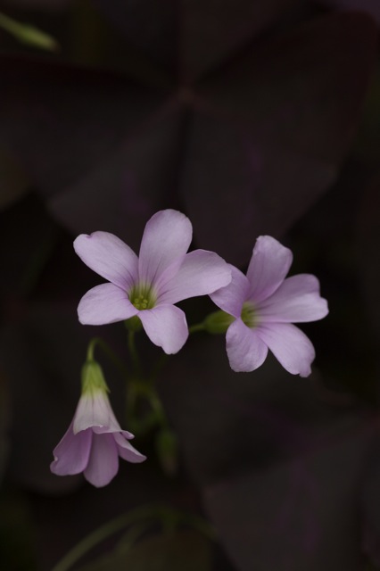 e0021328_035015.jpg