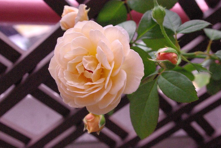 e0103831_1335296.jpg