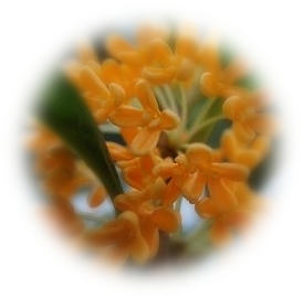 c0145250_1744323.jpg