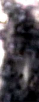 e0103408_18443296.gif