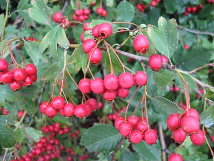 f0234936_156013.jpg