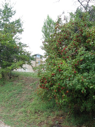 f0234936_1582667.jpg