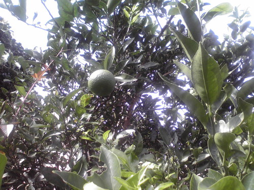 f0057955_2241420.jpg