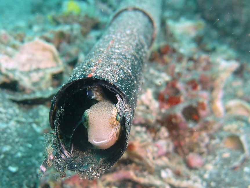 c0181073_6532312.jpg