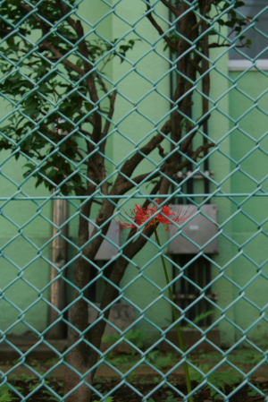 d0133693_207549.jpg