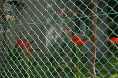 d0133693_207565.jpg