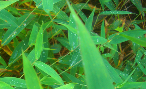 b0099994_12153095.jpg