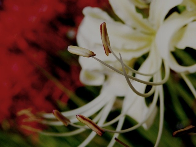 c0200895_20453397.jpg