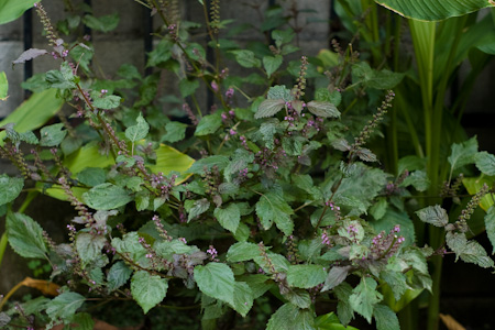 f0239100_9135622.jpg