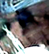 e0103408_12572981.gif