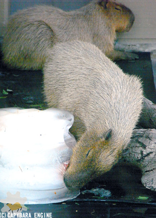 f0138828_2046642.jpg