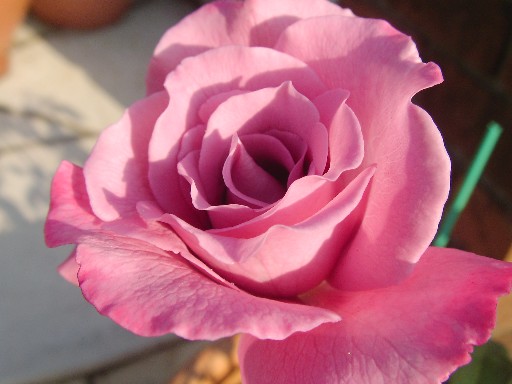 f0002833_2255524.jpg