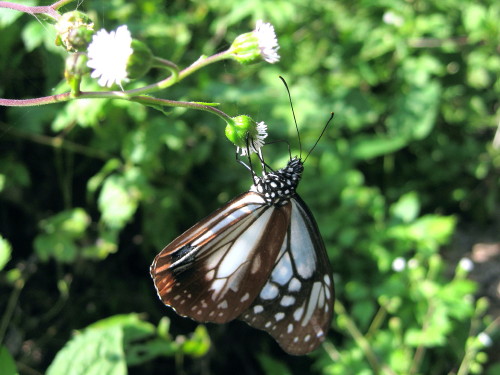 c0179351_2051252.jpg