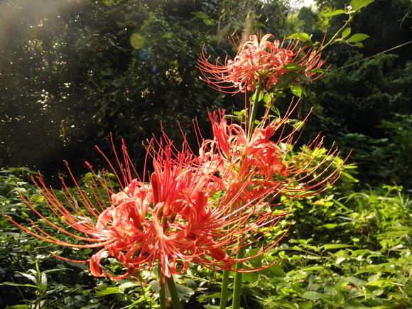 f0201157_1241368.jpg