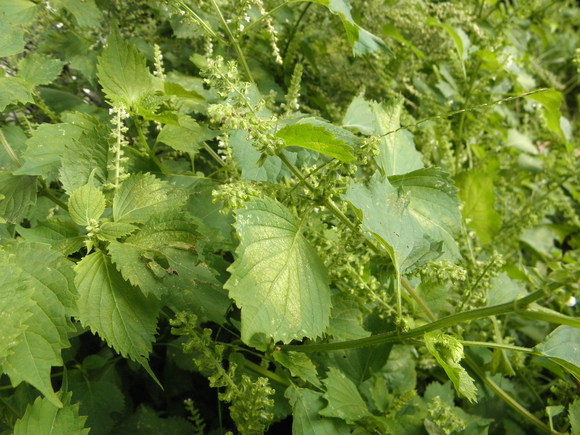 f0201157_1242740.jpg
