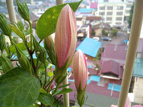 b0101263_15525973.jpg