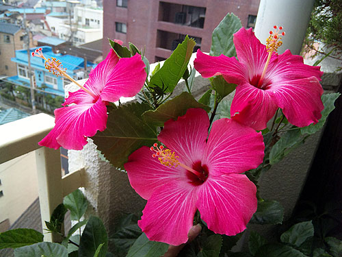 b0101263_15531839.jpg