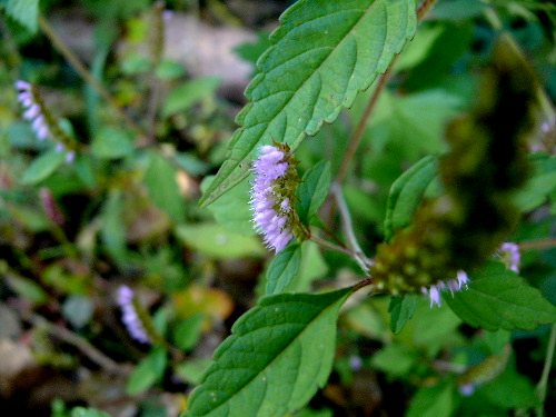d0084473_20261251.jpg