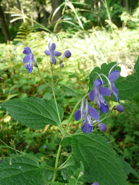 e0145782_2032214.jpg