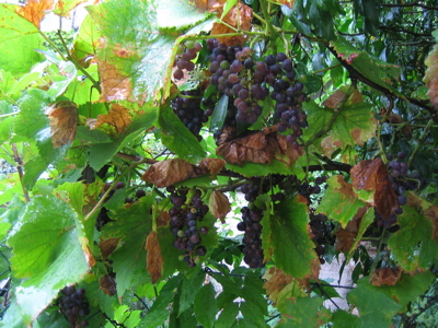 d0135907_548229.jpg