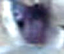 e0103408_871065.gif