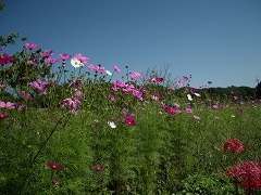 c0190010_21393553.jpg