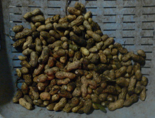 f0060424_1015312.jpg
