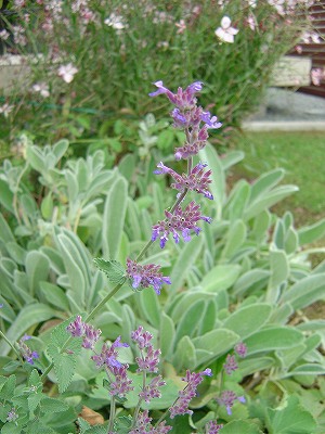 f0205733_072881.jpg