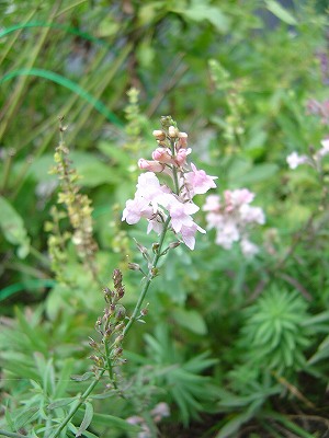 f0205733_07461.jpg