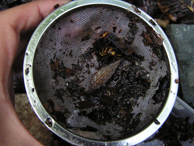 b0099538_452454.jpg