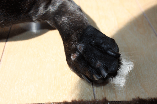 e0192548_10441517.gif