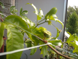 a0088456_22481335.jpg