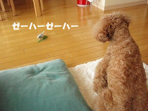 c0135363_1344831.jpg