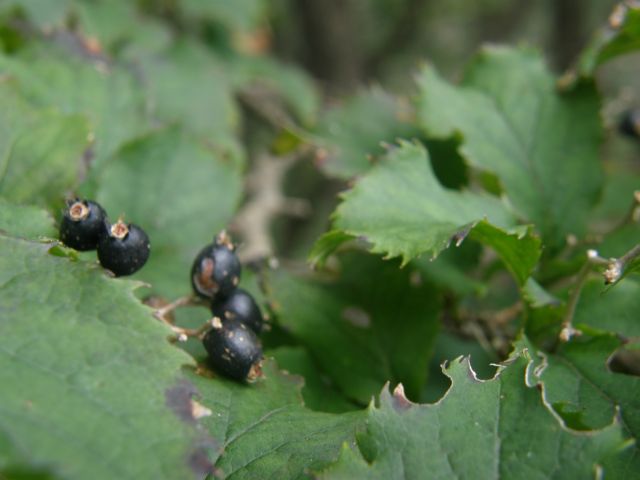 c0042869_20112043.jpg