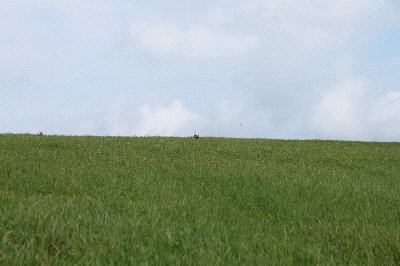 f0203369_1041918.gif